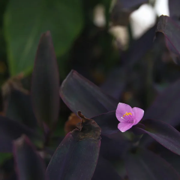 small purple blooming flower with purple leaves