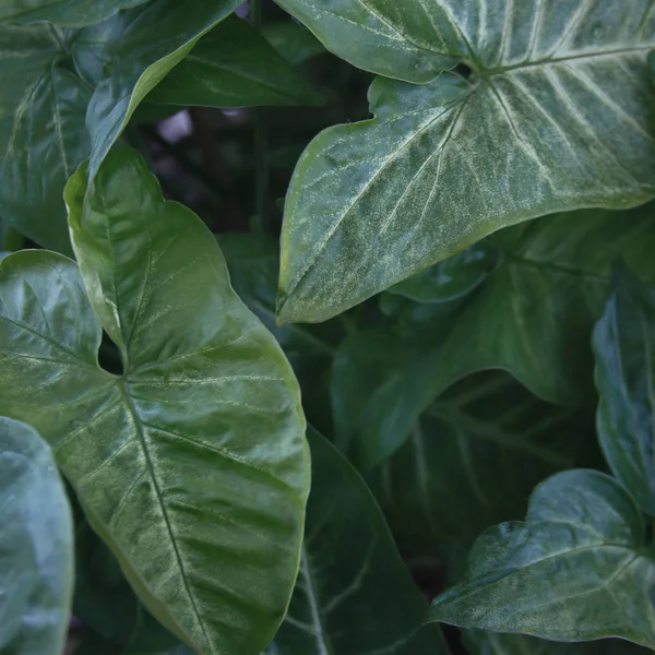 large green leaves. leaf design background. square photo