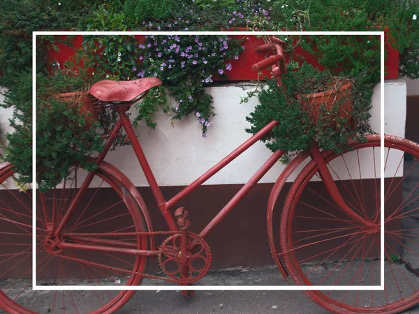 elegant old red bike with a basket of flowers in the Luggage basket at the front wheel of the bike standing against the concrete wall