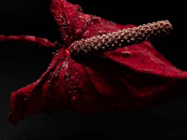 Kırmızı Anthurium çiçekleri tropikal arka plan. Siyah arkaplanda kırmızı floryum çiçeği