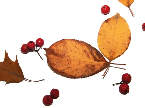 Foglie Autunno Sfondo Bianco Raccolta Immagini Progettisti Tema Autunno — Foto Stock