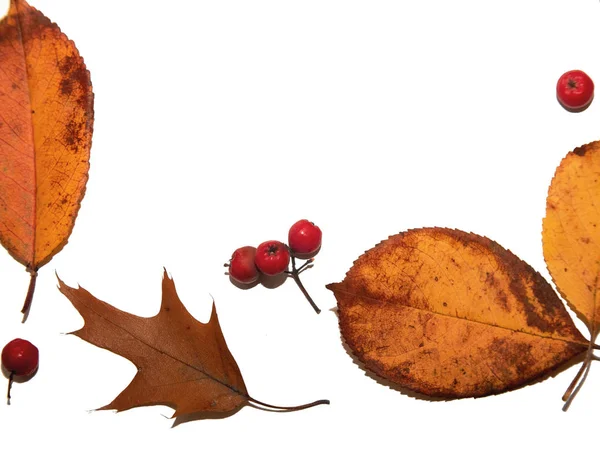 秋は白地に紅葉しますデザイナーのために写真を集める秋のテーマ — ストック写真