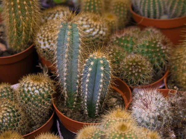 cactus close-up.  cactus with orange flower