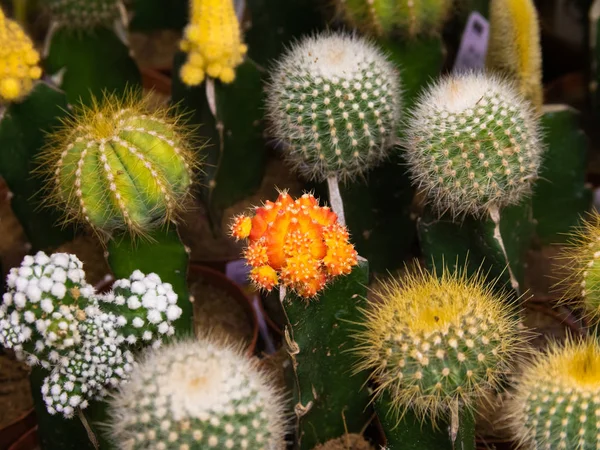 flowering cactus close-up.  cactus with orange flower