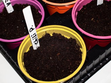 fidanlı saksılar. Toprağa saplanmış bitkinin adı yazan bir etiket. Etiketteki yazı - kırmızı biber kağıdı 