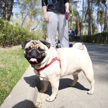 Kırmızı yakalı bir dil takmış bir köpek. Park sahibiyle yürüyüşe çıkmış..