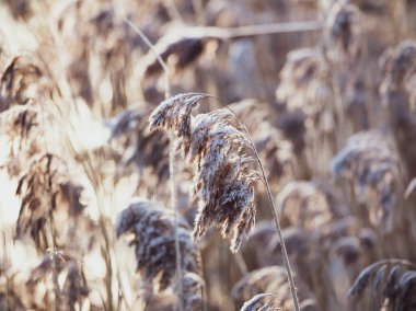 Gölde kuru kamışlar, bir kamış tabakası, kamış tohumları. Kışın güneşte Golden Reed otları. Soyut doğal arkaplan. Tarafsız renklerle güzel bir desen. Asgari, şık, modaya uygun konsept.