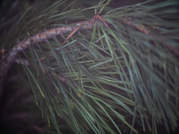 Ladin Ağacı Dallarının Arkaplanı — Stok fotoğraf