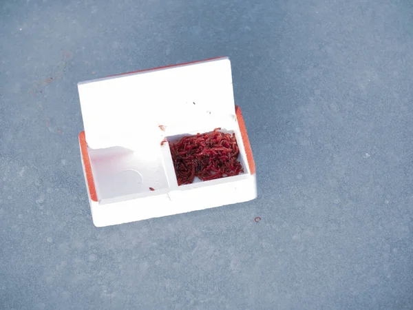 Τζόκερ Bloodworm Λευκό Κουτί Δόλωμα Για Ψάρεμα Στον Πάγο Χειμερινή — Φωτογραφία Αρχείου