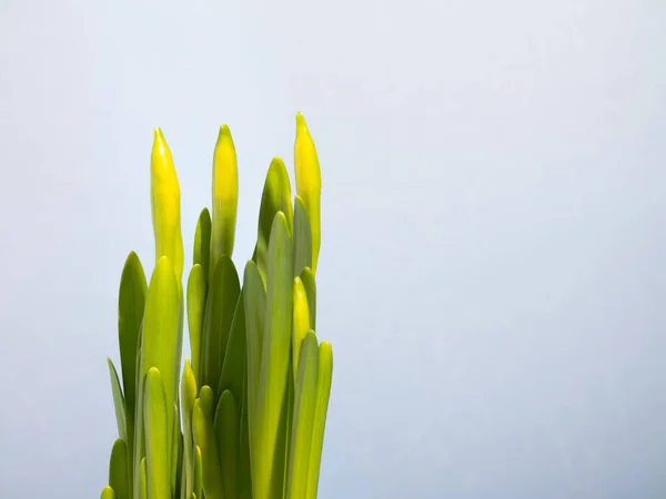 Narcisos Amarillos Una Maceta Bulbos Flores Jacinto Listos Para Plantar — Foto de Stock