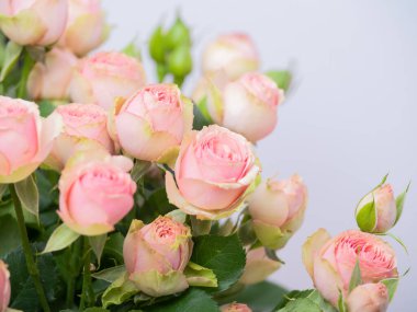 Bir buket Bush çiçeği, uyum içinde bir araya getirilmiş. Bir buket pembe sprey gül. Sevgililer Günü için çiçek konsepti, Anneler Günü ya da 8 Mart metni.