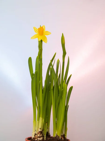 Narcisos Florecientes Amarillos Una Maceta Los Macizos Flores Jacinto Están — Foto de Stock