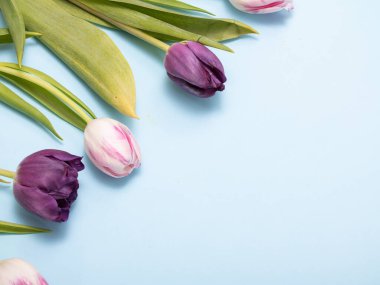 mavi arka planda bahar laleleri. Sevgililer Günü için çiçek kavramı, Anneler Günü ya da 8 Mart