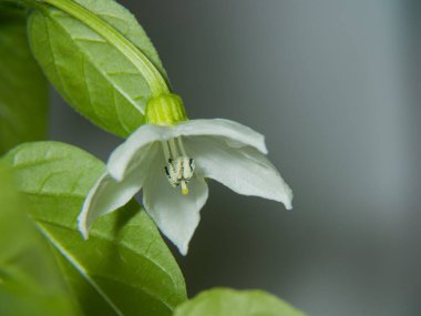 Çiçek açmış kırmızı biber çiçeğinin makro fotoğrafı. Beyaz Bud çiçek açıyor.