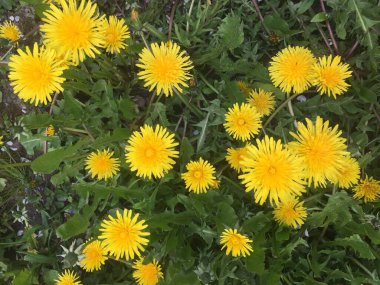 Sarı karahindibalar çimlere kapanır.