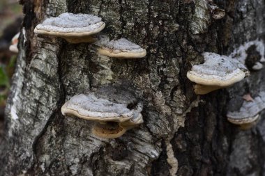 Güzel orman mantarları, beyaz bir şapka ve bir kütüğün üzerinde kahverengi benekler. Doğal habitatta mantar yakın plan doğal mantarlar doğada.
