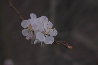 Kiraz çiçeği Sakura, siyah arka planda izole edilmiş..