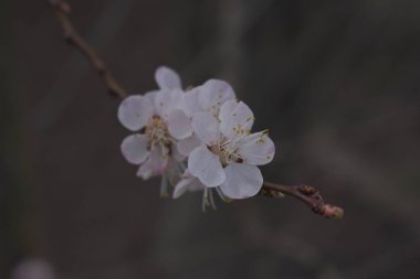Kiraz çiçeği Sakura, siyah arka planda izole edilmiş..