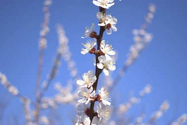 Mavi gökyüzünün arka planında kiraz çiçekleri.