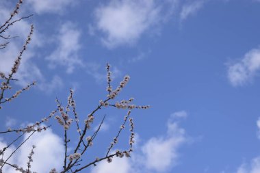 Mavi gökyüzünün arka planında kiraz çiçekleri.