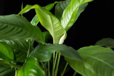 Siyah arka planda spathiphyllum bitkisi