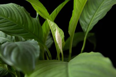 Siyah arka planda spathiphyllum bitkisi