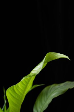 Siyah arka planda spathiphyllum bitkisi