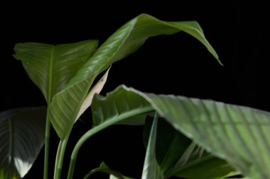 Siyah arka planda spathiphyllum bitkisi