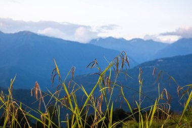Dağlar bulutlar ve çiçekler bir yaz akşamı