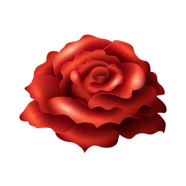 Blommande röd ros — Stock vektor