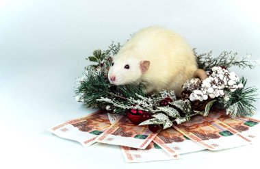 Beyaz fare ve Noel çelengi