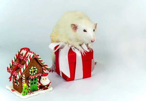 Белая крыса с подарком — стоковое фото