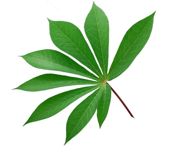 Cassava yaprağı beyaz arkaplanı izole eder