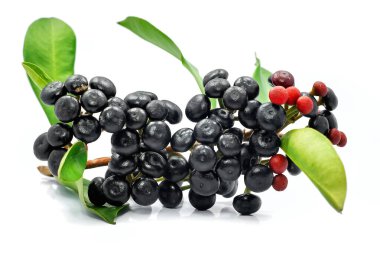 Beyaz arkaplanda izole edilmiş Jambolan eriği veya Java eriği