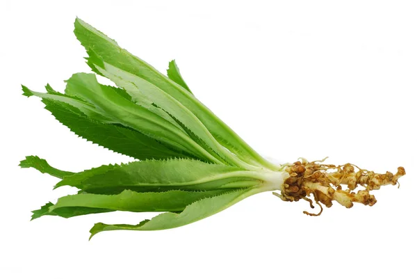 Culantro Hoja Perejil Aislado Sobre Fondo Blanco — Foto de Stock