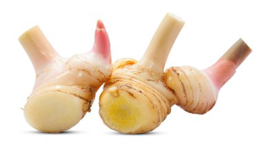 Beyaz arka plan üzerinde izole havlıcan kökü