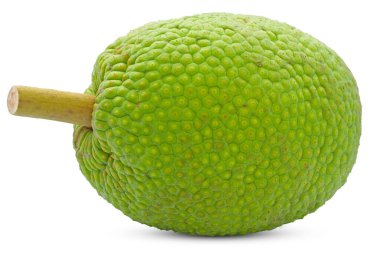 Breadfruit isolated cut out on white background  clipart