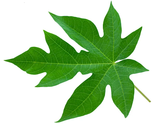 Hoja Papaya Aislada Sobre Fondo Blanco — Foto de Stock