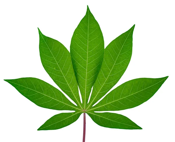 Beyaz arkaplanda yalıtılmış Cassava yaprağı