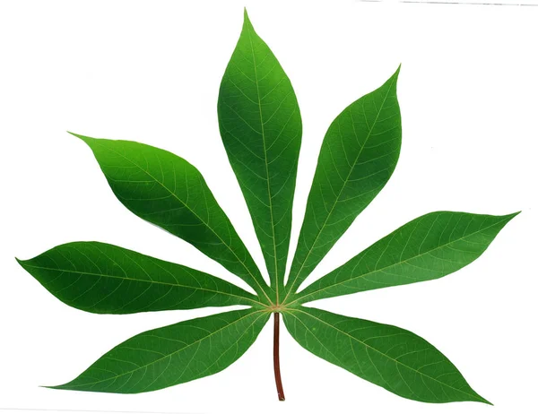 Cassava Blatt Isoliert Auf Weißem Hintergrund — Stockfoto