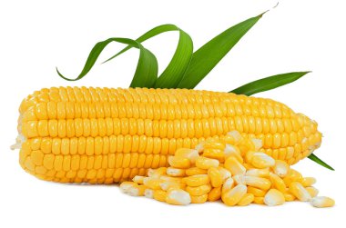 corn isolated on white background clipart