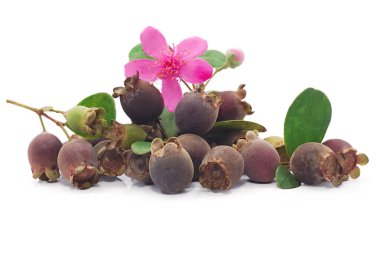 Beyaz arka planda yaban mersini veya yaban mersini tepesi  