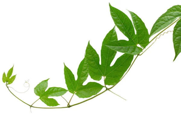 Hoja Tropical Aislada Sobre Fondo Blanco — Foto de Stock