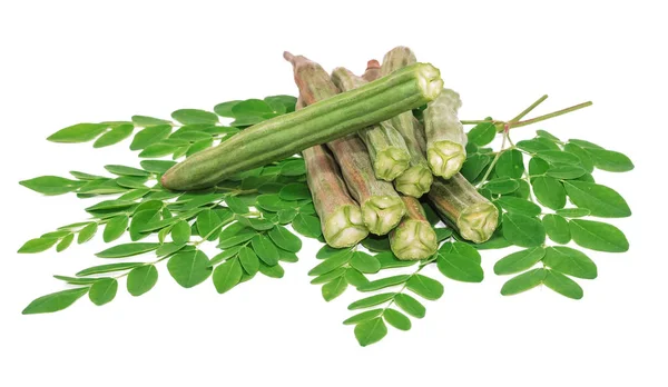 Moringa Oleifera Isolata Fondo Bianco — Foto Stock