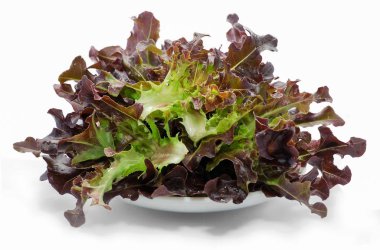 Beyaz arka plan üzerinde izole lollo rosso marul