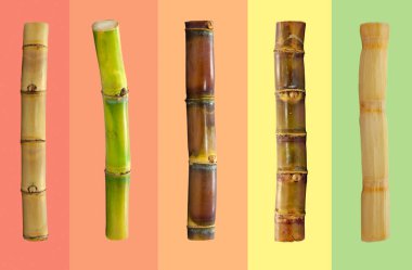 Beyaz arkaplanda izole şeker kamışı