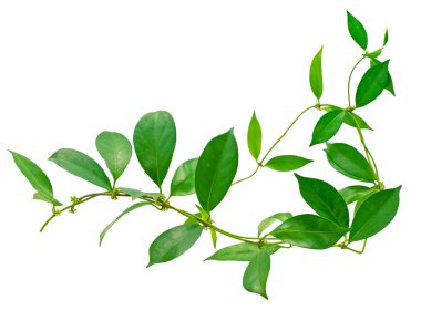 Beyaz arkaplanda izole edilmiş güzel tropikal yaprak 