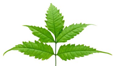 Beyaz arkaplanda yalıtılmış tropik kırmızı yaprak