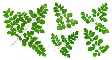 moringa yaprakları beyaz arkaplanda izole edilmiş