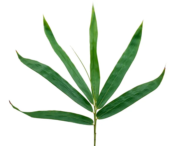 Tropical Bamboo Leaf Isolated White Background — Stock Photo, Image